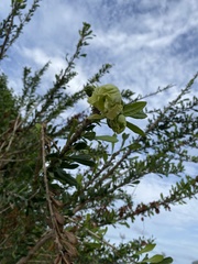 Crescentieae