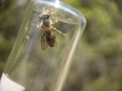 Andrena milwaukeensis