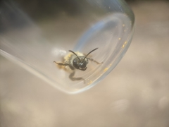 Andrena erythronii