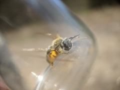 Andrena erythronii