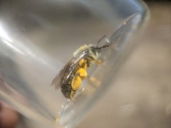 Andrena erythronii