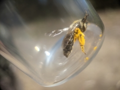 Andrena erythronii