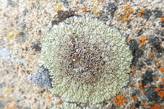 Protoparmeliopsis muralis