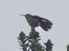 Metallura aeneocauda