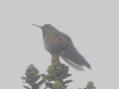 Metallura aeneocauda