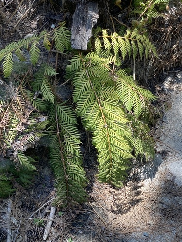 iNaturalist observation photo of giant chain fern