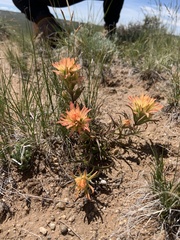 Castilleja angustifolia