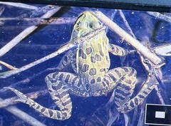 Lithobates chiricahuensis