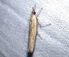 Fissicrambus quadrinotellus