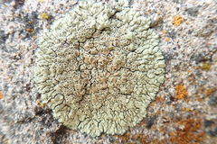 Protoparmeliopsis muralis