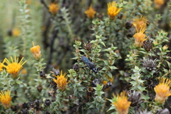 Stangeella cyaniventris