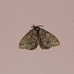 Dirphia radiata