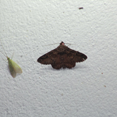 Metria bidens
