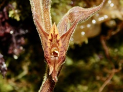 Pterichis silvestris