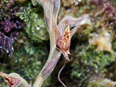 Pterichis silvestris