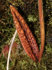 Pterichis silvestris