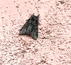Paraeschra tortuosa
