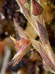 Pterichis silvestris