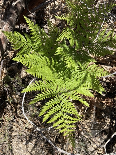 iNaturalist observation photo of common bracken