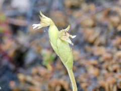 Pterichis