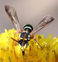 Nomada texana