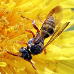 Nomada texana