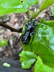 Aegomorphus modestus