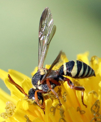 Nomada texana