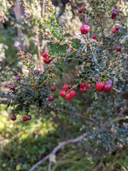 Acrothamnus maccraei