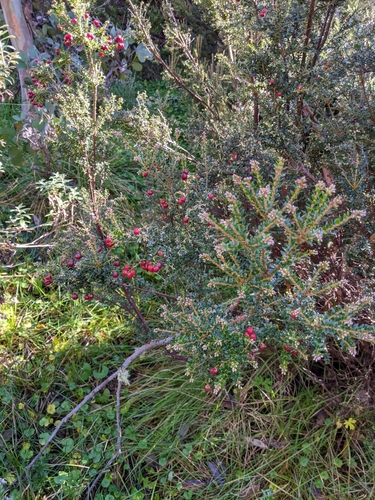 Image of Acrothamnus maccraei by (c) Peter Neish, some rights reserved (CC BY)
