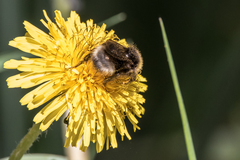 Bombus bohemicus