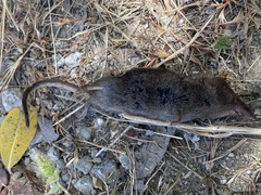 Sorex trowbridgii