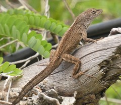 Anolis jubar