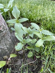 Magnoliopsida