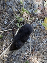 Sorex trowbridgii