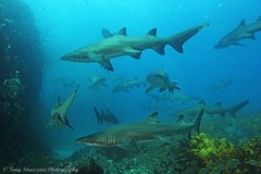 Sand Tiger Shark photo 5