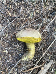 Boletus leptospermi