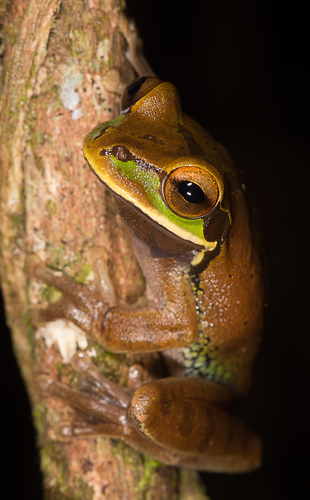 Blue-spotted Mexican Tree Frog