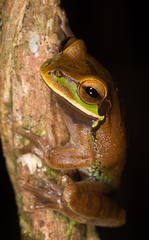 Smilisca cyanosticta