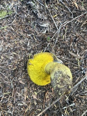 Boletus leptospermi