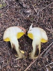 Boletus leptospermi
