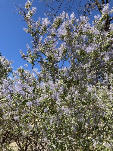 iNaturalist observation photo of chaparral whitethorn