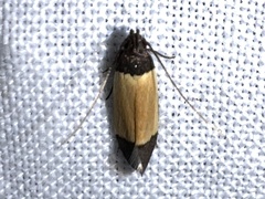Anacampsis coverdalella