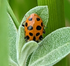 Hippodamia tredecimpunctata