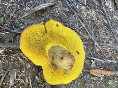 Boletus leptospermi