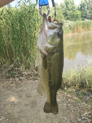 Micropterus salmoides