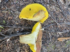 Boletus leptospermi