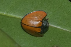Echoma clypeata