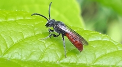 Sphecodes ranunculi