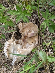 Odocoileus virginianus